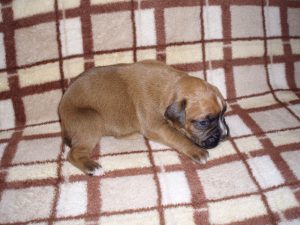Boxer Dog Named Poppy