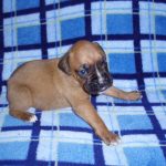 Boxer Dog Named Poppy