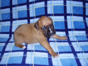 Boxer Dog Named Poppy