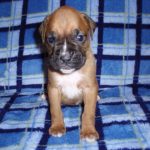 Boxer Dog Named Poppy