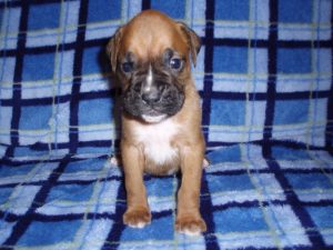 Boxer Dog Named Poppy
