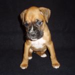 Boxer Dog Named Poppy