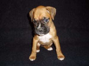 Boxer Dog Named Poppy