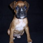 Boxer Dog Named Poppy