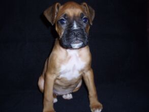 Boxer Dog Named Poppy