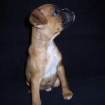 Boxer Dog Named Poppy