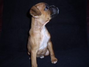 Boxer Dog Named Poppy