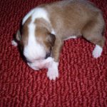 Boxer Dog Named Rosco