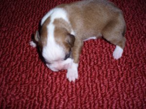 Boxer Dog Named Rosco