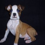 Boxer Dog Named Rosco