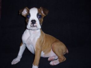 Boxer Dog Named Rosco