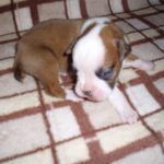 Boxer Dog Named Rosco
