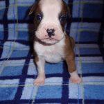 Boxer Dog Named Rosco