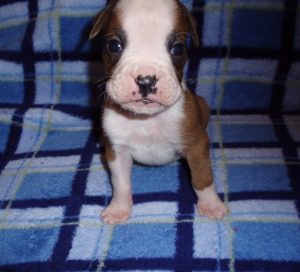 Boxer Dog Named Rosco