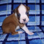 Boxer Dog Named Rosco