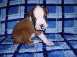 Boxer Dog Named Rosco