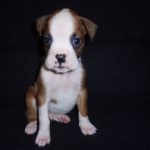 Boxer Dog Named Rosco