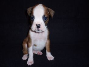Boxer Dog Named Rosco