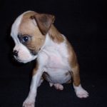 Boxer Dog Named Rosco