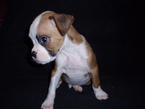 Boxer Dog Named Rosco