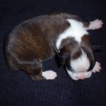 Boxer Dog Named Sage