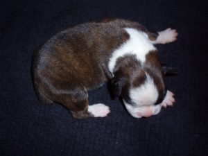 Boxer Dog Named Sage