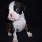 Boxer Dog Named Sage