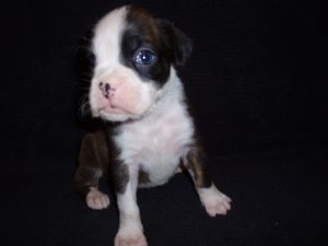 Boxer Dog Named Sage