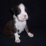 Boxer Dog Named Sage