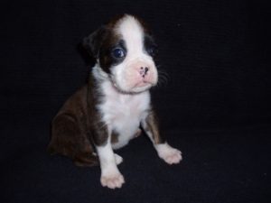 Boxer Dog Named Sage