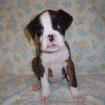 Boxer Dog Named Sage