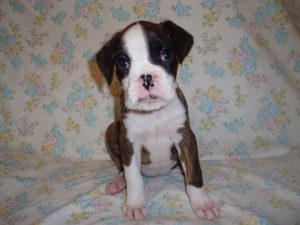 Boxer Dog Named Sage