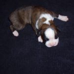 Boxer Dog Named Sasha