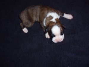 Boxer Dog Named Sasha