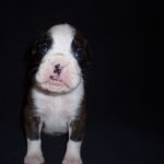 Boxer Dog Named Sasha
