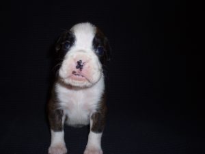 Boxer Dog Named Sasha