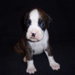 Boxer Dog Named Sasha