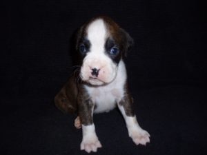Boxer Dog Named Sasha