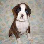 Boxer Dog Named Sasha