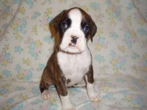 Boxer Dog Named Sasha