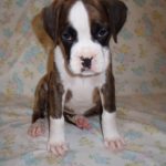 Boxer Dog Named Sasha