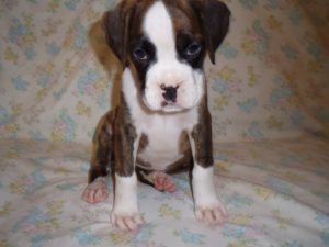 Boxer Dog Named Sasha