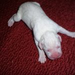 Boxer Dog Named Sophie