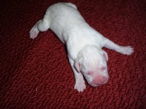 Boxer Dog Named Sophie