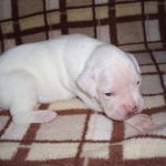 Boxer Dog Named Sophie