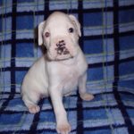 Boxer Dog Named Sophie