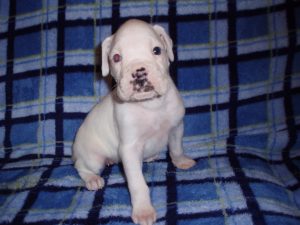 Boxer Dog Named Sophie