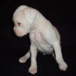 Boxer Dog Named Sophie