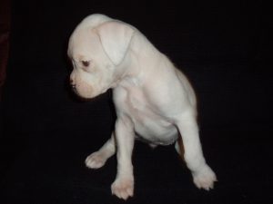 Boxer Dog Named Sophie
