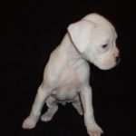 Boxer Dog Named Sophie